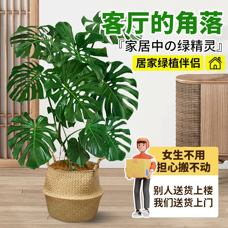 龟背竹客厅大盆栽室内客厅大叶老桩植物电视柜旁边大型绿植落地