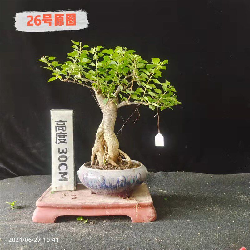 精品老桩三角梅盆景阳台庭院开花簕杜鹃容易成活盆栽一物一拍包邮
