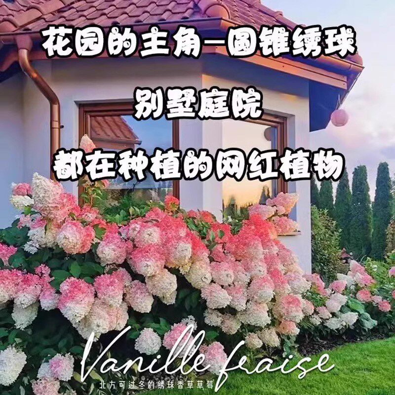 圆锥绣球香草草莓耐晒石灰灯夏日美人北极熊活力青柠花苗盆栽花卉