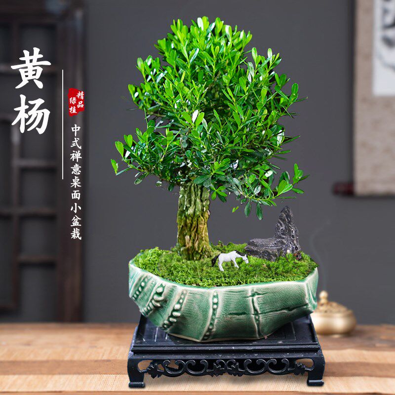 黄杨矮霸桩盆景树苗皱r皮造型小叶盆栽绿植室内客厅好养树桩植物