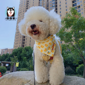 宠物口水巾狗狗围巾饰品三u角巾小中大型犬金毛阿拉萨摩围脖嘴新