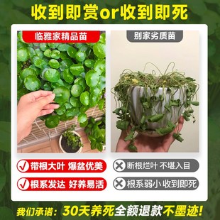 好 精品大叶铜钱草水培植物金钱x草籽盆栽庭院室内外绿植盆景四季