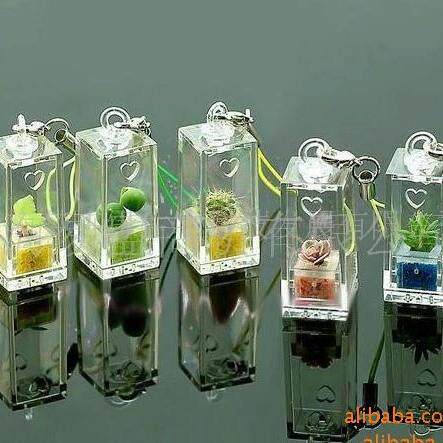 随身农场/植物挂件/天使花房微景观微型迷你植物