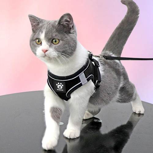 猫咪牵引绳防挣脱背心式网红遛猫绳英短外出专用猫链子宠物胸背带