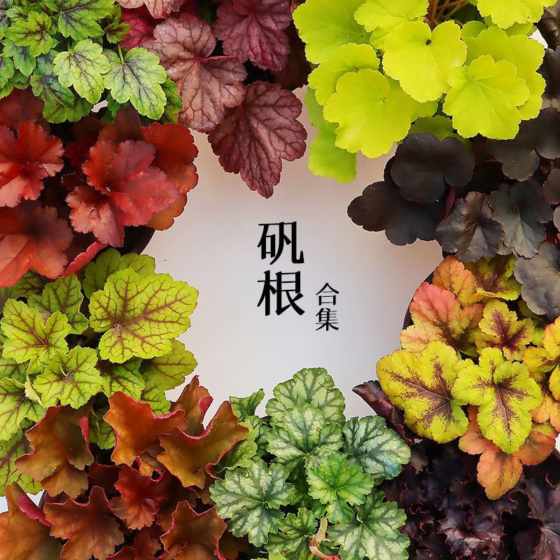 矾根绿植盆栽宿根花卉花园庭院室内耐寒工程绿化植物