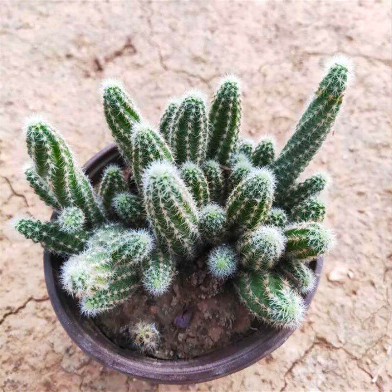 多肉植物毛毛虫多头群生仙人指B白檀仙人掌办公桌花卉绿植防辐射