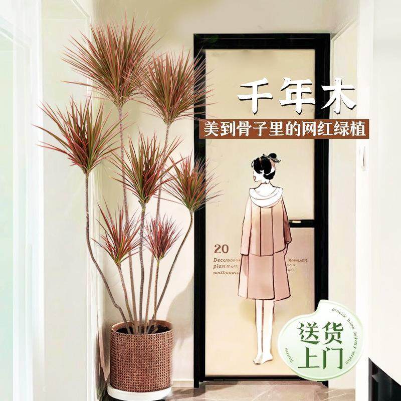 千年木室内绿植大型盆栽马尾铁办公室客厅龙血树禄植物室内七彩铁