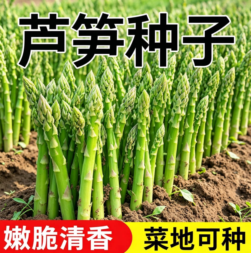 芦笋种孑种子苗根盆栽籽图片