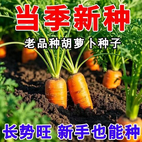 胡萝卜种子非转基因三红参水果萝卜种子脆甜四季田园蔬菜种子