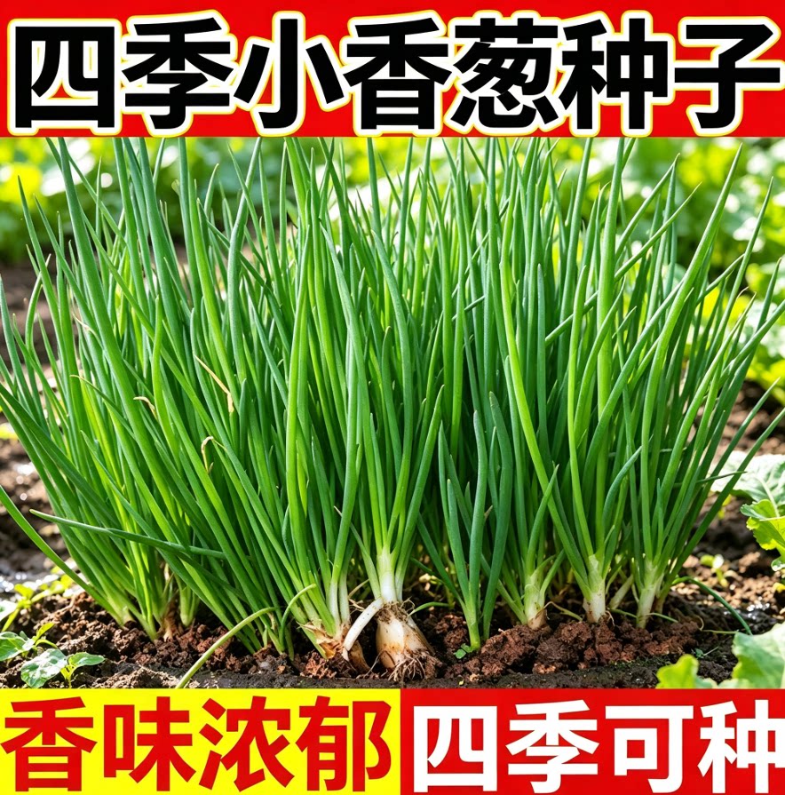 四季小香葱籽小香葱种子阳台室内盆栽葱种子家庭菜种耐寒蔬菜种子