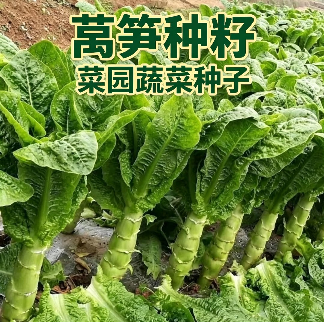 四季莴笋种子青皮绿肉香莴苣种籽蔬菜种子