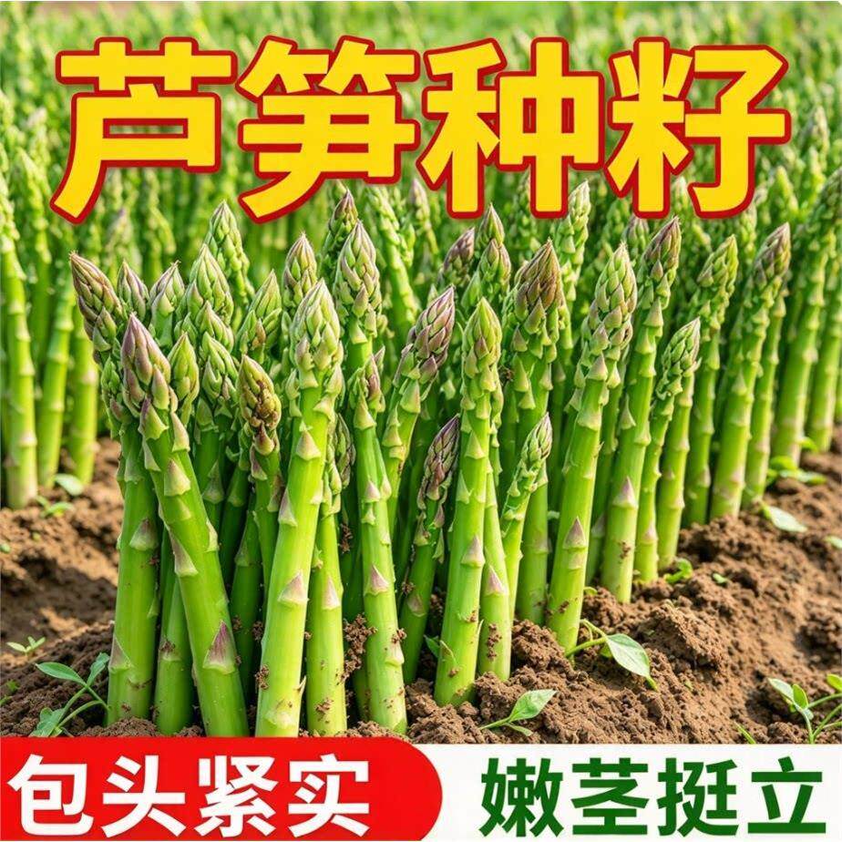 芦笋种子四季芦笋家庭阳台盆栽蔬菜耐热耐寒芦笋籽种孑