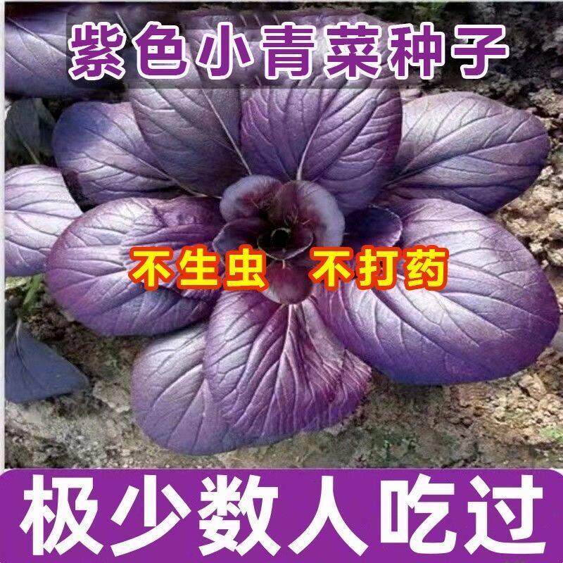紫罗兰油菜种子紫色上海青小青菜种籽秋冬季阳台田园耐寒蔬菜种子