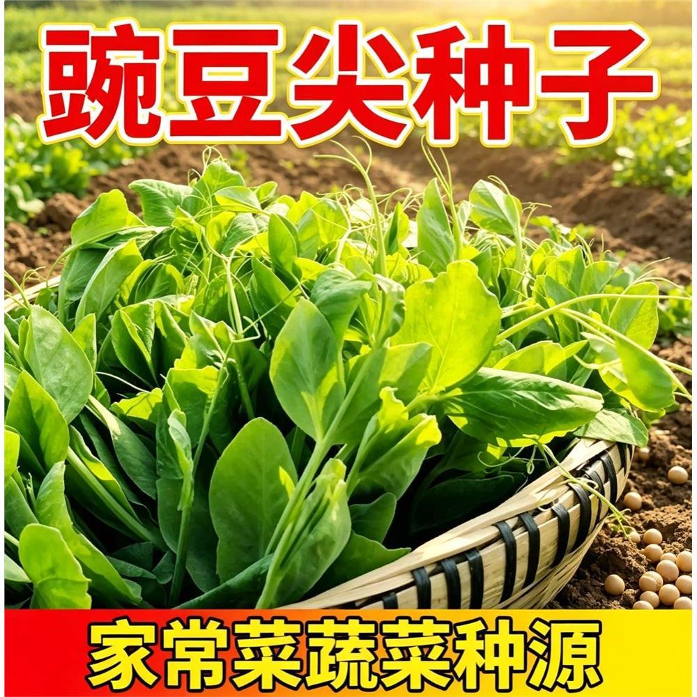 豌豆苗种子无须尖种籽秋