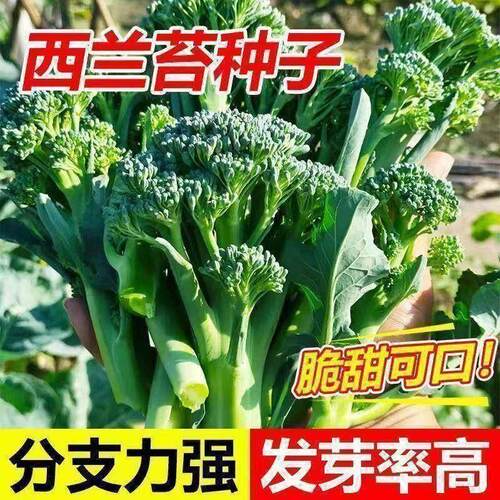 西兰苔种花甜脆芥兰菜种籽西兰花蔬菜种田园庭院秋紫花椰菜苗