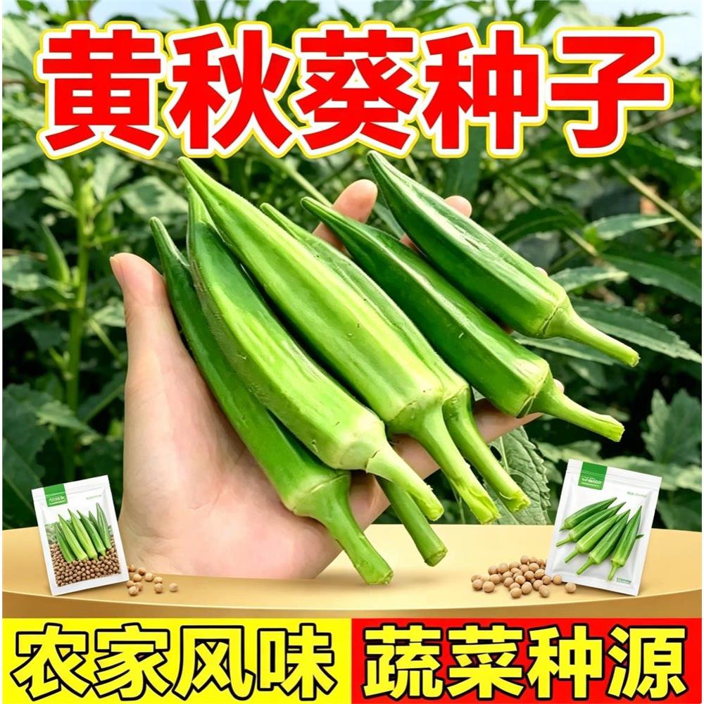 黄秋葵种籽 种植简单新采菜籽庭院露地栽培 阳台盆栽秋葵蔬菜种子