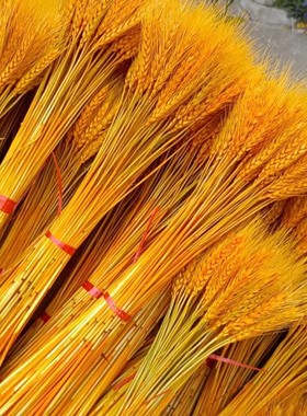 天然黄金麦穗干花招财大麦花束花店开业花篮麦子小麦摆件装饰批发