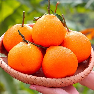 【重庆兄妹】四川爱媛果冻橙饱满无籽汁多酸甜头茬果8枚尝鲜装