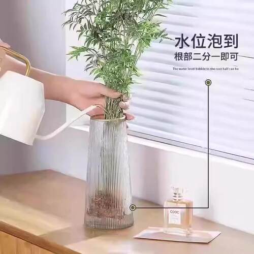 水培米竹室内盆栽植物水养观音竹富贵竹南天竹客厅懒人高级感绿植