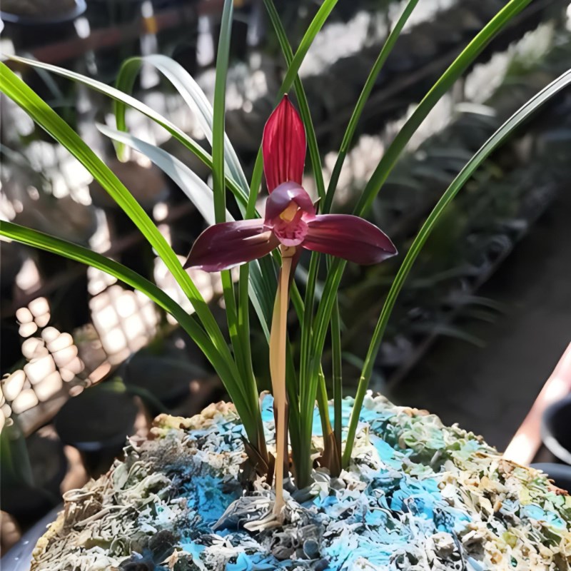 春兰大中华带花苞发货兰花盆栽花卉透气植物进口名贵裸根兰花苗