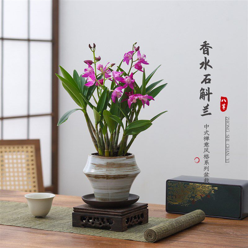 香水石斛兰植物盆栽带花苞室内办公桌净化空气四季好养活花卉绿植