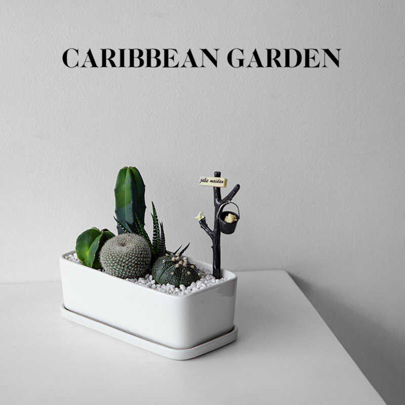 加勒比花园 仙人掌盆栽 办公室桌面多肉植物 室内创意绿植花卉