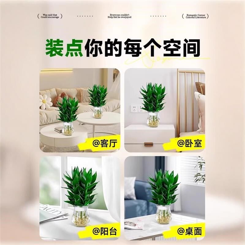观音竹富贵竹水培植物带根客厅招财竹子室内花卉绿植盆栽鱼缸好养