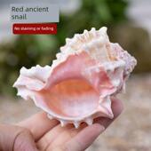 天然海螺大粉骨蜗牛鱼缸景观寄居蟹卷贝类代壳多汁花盆听海风蜗牛