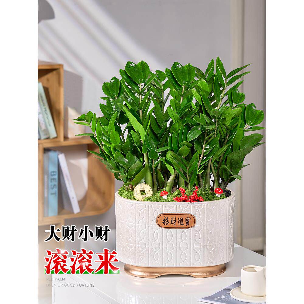 金钱树大盆栽客厅发财树室内绿植新款钱串子招财植物好养乔迁开业