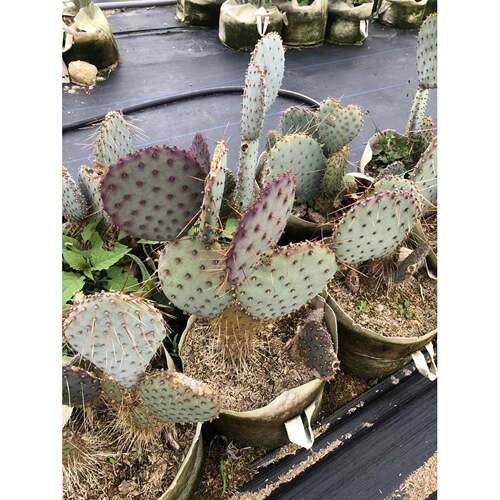实生圣丽塔仙人掌紫色团扇仙人掌开花盆栽景观状态好出紫
