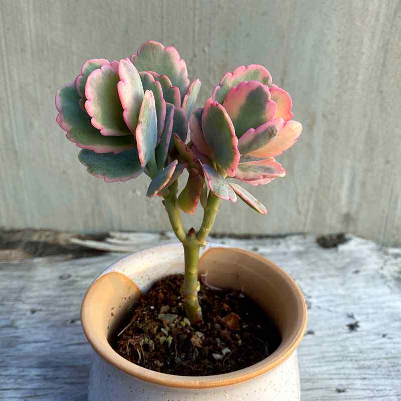 【粉色蝴蝶】玉吊钟蝴蝶之舞锦多老桩头多肉植物阳台盆栽桌面新款