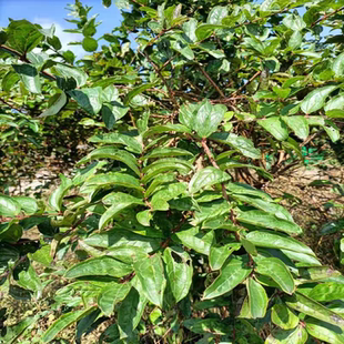 云南新鲜原生态马桑树根马桑叶 马桑根中药材包邮