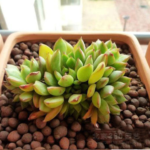 大包小陶粒多肉垫底花卉盆栽底石种植陶粒土球园艺轻质水培透气