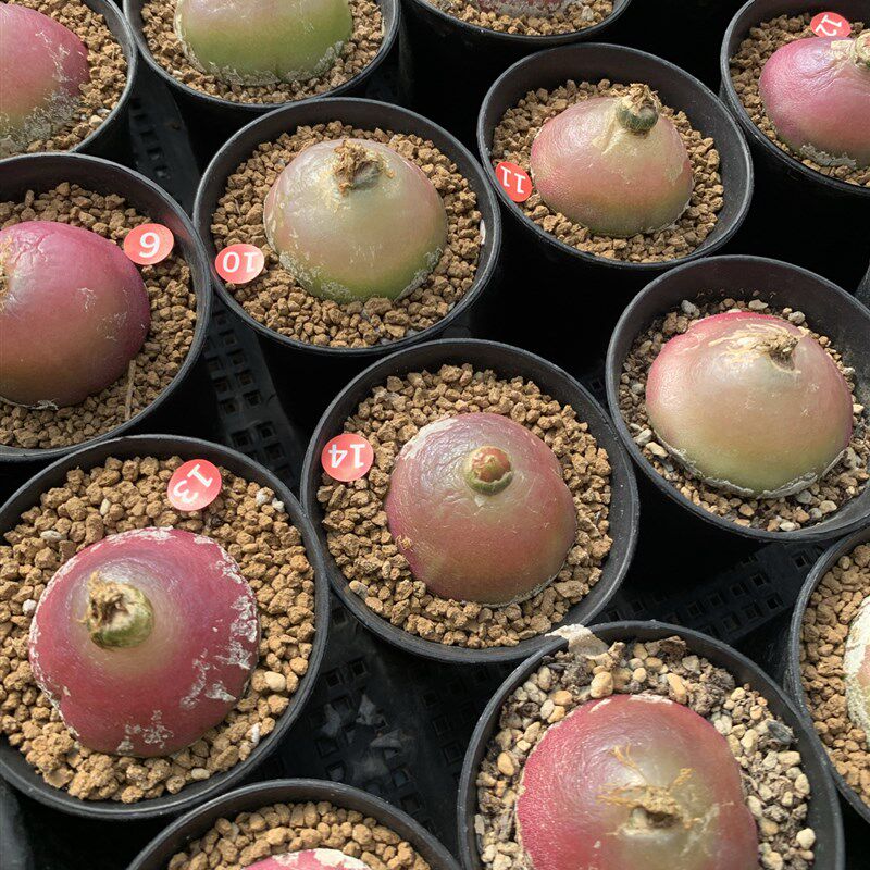 灯泡肉锥3.9厘米多肉植物5年母本