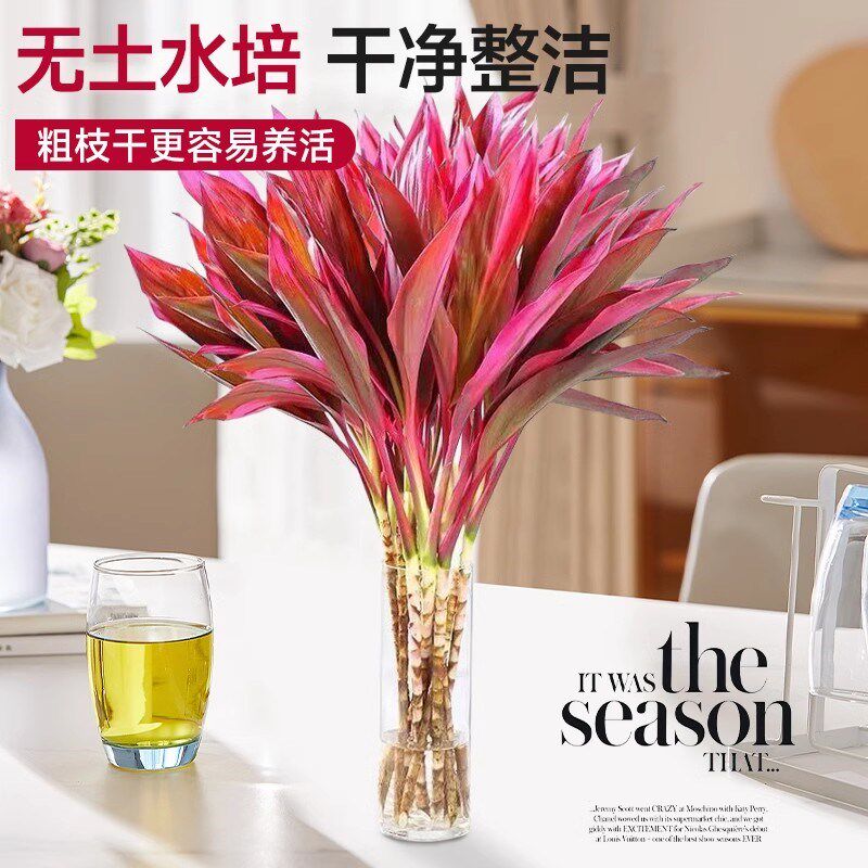 富贵竹水培植物紫竹客厅招财鸿运当头带根粗枝盆栽竹子水养发财竹