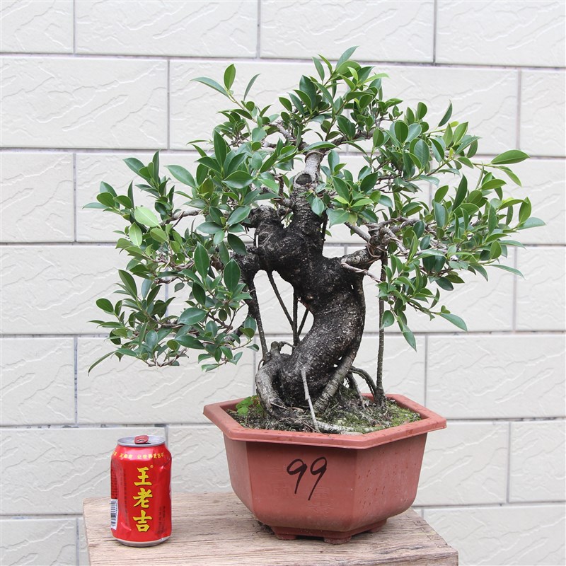 台湾虎皮榕小叶气根榕树矮霸盆景老桩造型斑点室内养造景苍古树头