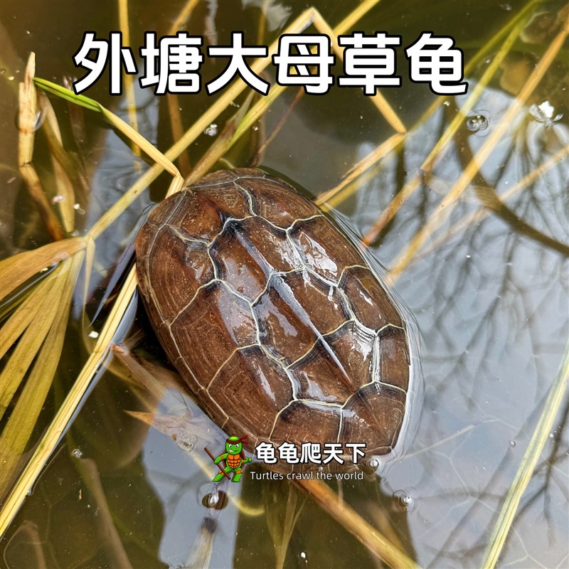 产蛋大乌龟活体外塘中华草龟长寿龟宠物水龟刀刻纹金线龟活物龟