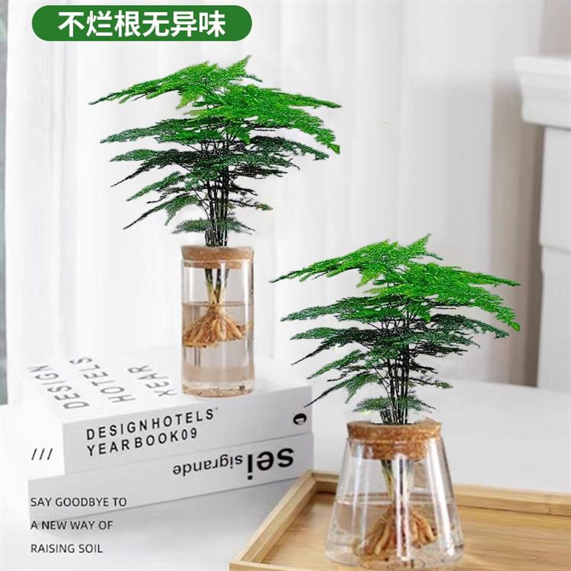 文竹水培植物绿植办公室内桌面水养绿萝花卉客厅盆栽四季水生好养