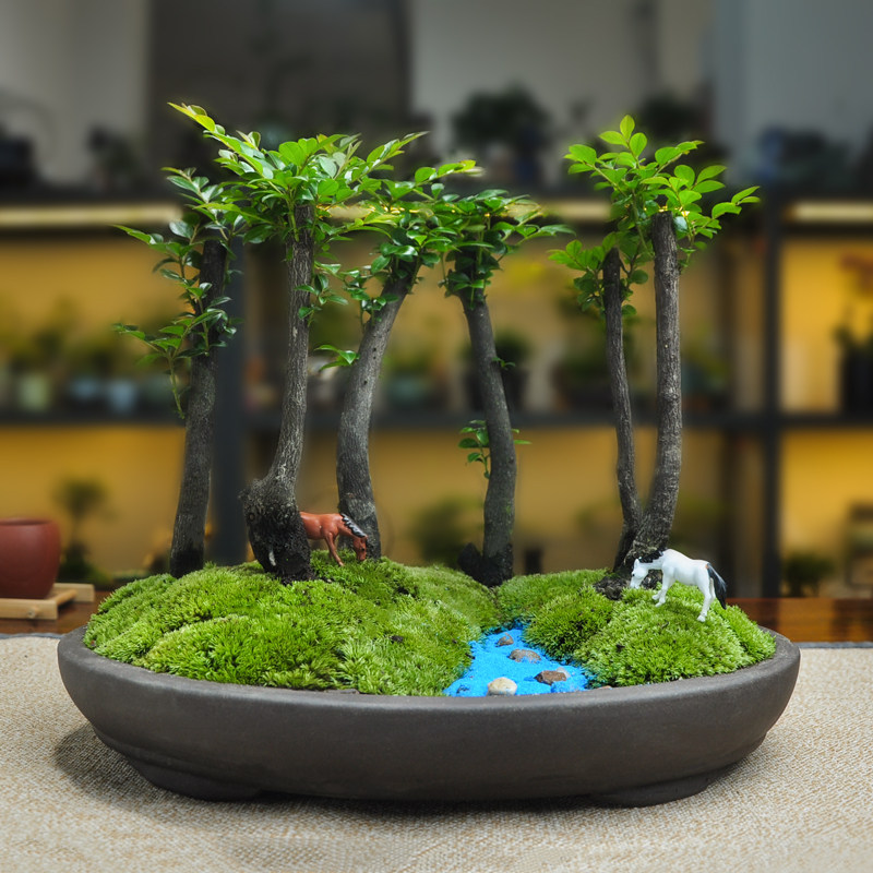 苔藓微景观植物虎须小盆栽文竹办公桌面摆件创意好养茶桌盆景
