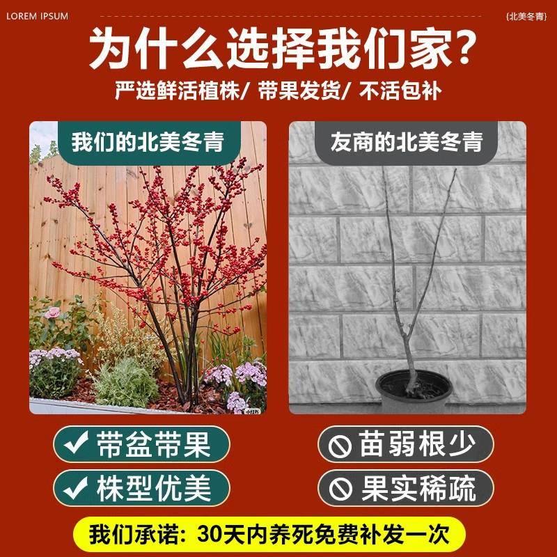 北美冬青盆栽树苗带果公树冬青红果真花红果子进口年宵花花卉雄株