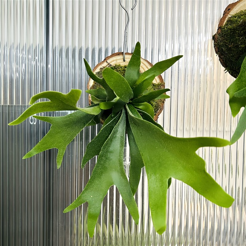鹿角蕨板植挂板丨二岐鹿角蕨ins挂墙绿植丨蕨类植物盆栽垂吊壁挂