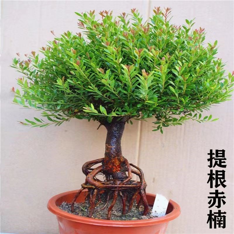小叶赤楠盆栽盆景新中式提根老桩造型花卉四季常青办公室客厅绿植