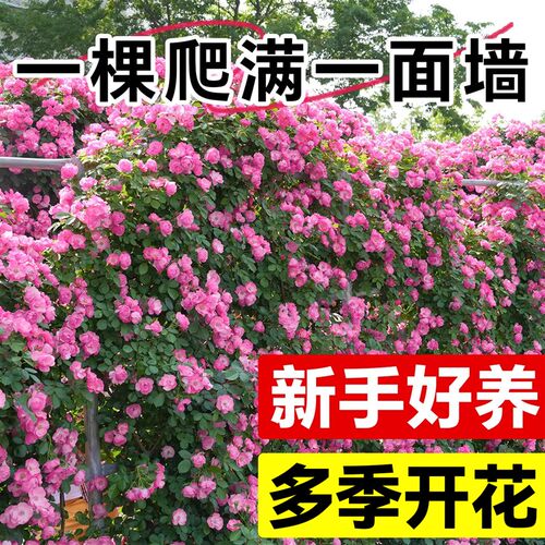 蔷薇花苗爬藤四季耐寒开花无刺多花爬墙植物蔷薇爬藤月季大苗木香
