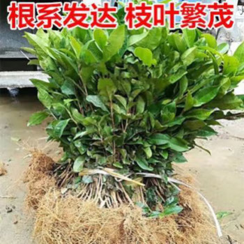 正宗茶树苗茶叶苗白茶绿茶苗龙井茶苗碧螺春苗黄金叶茶苗茶叶树苗