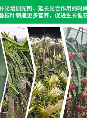 植物生补植光灯串LED养殖育苗大棚花火龙果卉绿种长植E26998灯串