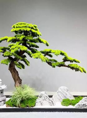 真客松景观造景罗汉松绿植物风装饰仿室内天井通zbl88669迎井展厅
