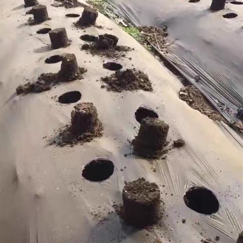 不锈钢栽苗打孔器穴盘育苗杯打洞E取土破地膜脚蹬耕种加厚机械