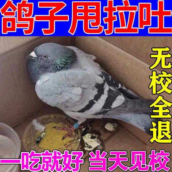 鸽子甩拉吐药特效预防沙门氏菌腺病毒黄白拉绿便抗应激新城常见病