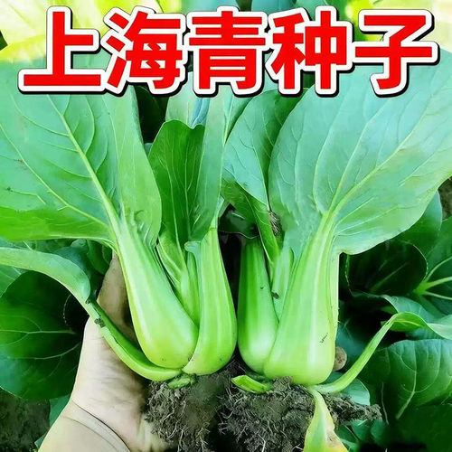 夏季上海青青菜种子籽青梗菜正宗矮脚油菜蔬菜种子