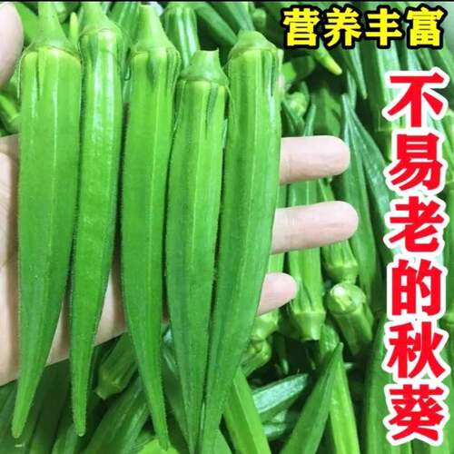 【水果秋葵种子】不易老高产绿秋葵种子籽红秋葵简单修剪播种种植